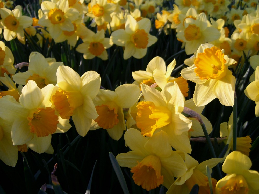 Daffodills