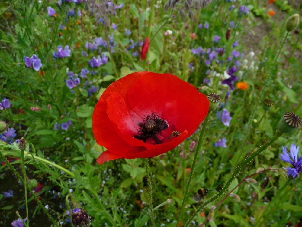 Remembrance poppy