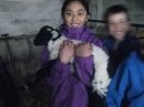Holding the lambs