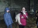 Holding the lambs