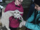 Feeding the lambs
