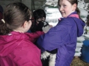 Holding the lambs