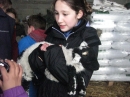 Holding the lambs