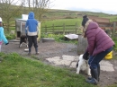Sheep Dogs