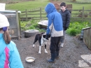 Sheep Dogs