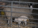 Lambs
