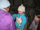 Lambs