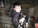 Lambs