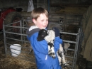 Lambs