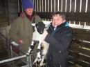 Lambs