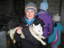 Lambs