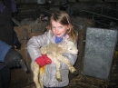 Lambs