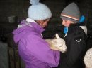 Lambs