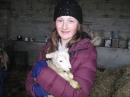 Lambs