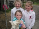 Lambs