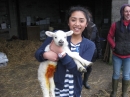 Lambs