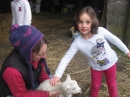 Lambs