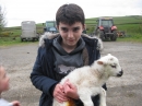 Lambs