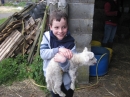 Lambs