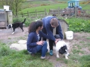 Farm Dogs