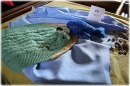 Jonah & the Whale