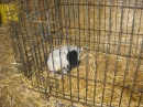 Lambs