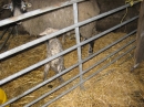 Lambs