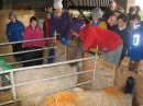 Lambs