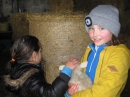 Lambs
