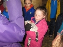 Lambs