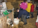 Lambs