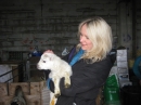Lambs