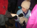 Lambs