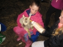 Lambs